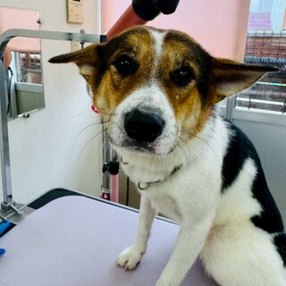 ロク君（多頭崩壊からの子）