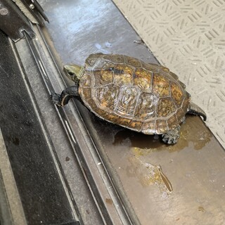 人懐っこいイシガメです