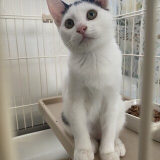 ふじみつこ　4/14生まれ　里親さん募集中