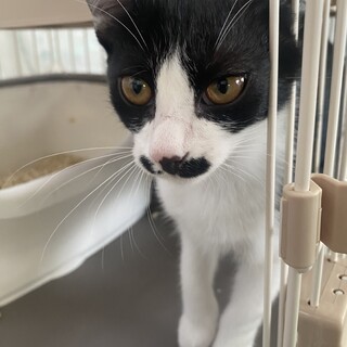 ふじあやこ　4/14生まれ　里親さん募集中