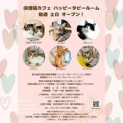 動物病院の保護猫譲渡会