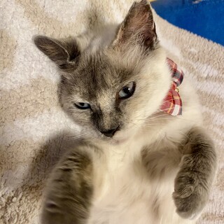 ペコ　8歳くらい　シャムミックス　里親さん募集中