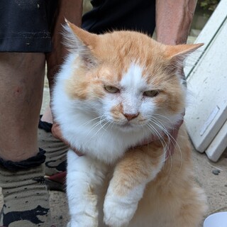 暖かいお家で飼ってくれる方お願いします!