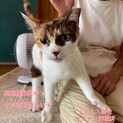 優しい穏やか　ミケ柄ちゃん