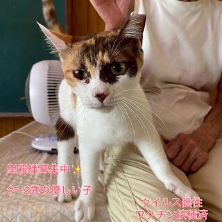 優しい穏やか　ミケ柄ちゃん