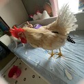 COCOちゃんです！