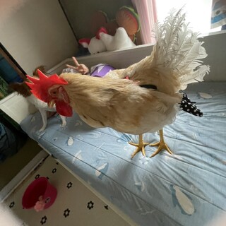 COCOちゃんです！