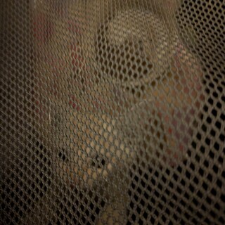 茶トラ1ヶ月子猫