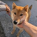 １才　柴犬の男の子