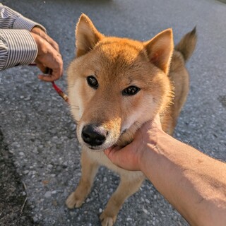 １才　柴犬の男の子