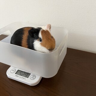 ※お話し中　モルモット　里親さま募集