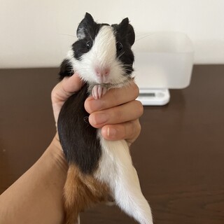 ※お話し中　モルモット　里親さま募集