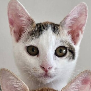 沖縄から来た利発な女の子、ピンキーちゃん