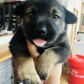 甘え上手なむぎちゃん