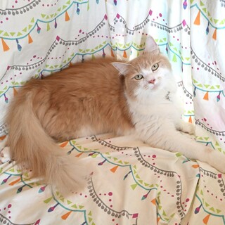 穏やかでモフモフ、大人しいユパ君