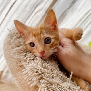 早期不妊手術チップ済 茶トラ♂1/4