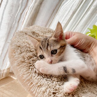 早期不妊手術チップ済 アメショ柄♂2/4