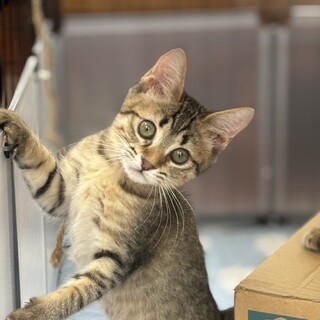 抱っこ大好き甘えん坊 チビ太