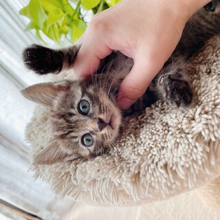 早期不妊手術チップ済 キジトラ柄♀3/4