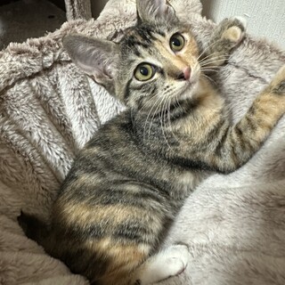 素敵なご家族と出会えました♡ルビーちゃん