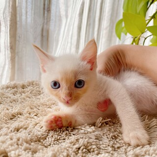 早期不妊手術チップ済 シャム柄♂4/4