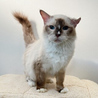 とっても美しい毛並みのラグドールちゃん♫