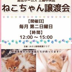 ねこちゃん譲渡会