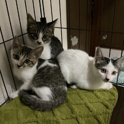 ねこちゃん譲渡会 サムネイル3