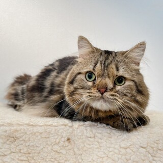 くりっとしたお目々の愛嬌あるミヌエットくん♫