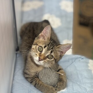 キュートで丸顔のトト子ちゃん