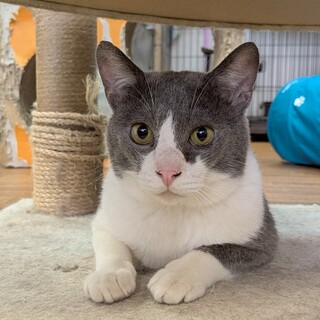 ツンデレなハチワレボーイ☆　高野八兵衛♂