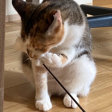 猫じゃらしにつけたまたたびに夢中