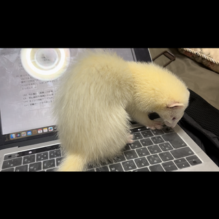 フェレット二匹