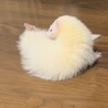 フェレット二匹 サムネイル2
