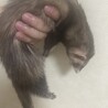 フェレット二匹 サムネイル3
