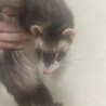 フェレット二匹 サムネイル4
