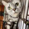 アメリカンショートヘアーのみるくちゃん