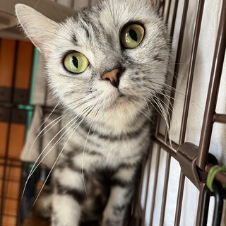 アメリカンショートヘアーのみるくちゃん