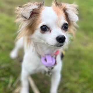 チワワの女の子　あずきちゃん