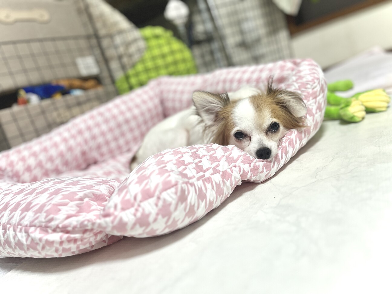 ❤️オーダー製作お受付用　確認用生地一部 235❤️女の子とチワワちゃん ❤️オーダー製作お受付用 確認用生地一部 235❤️女の子とチワワ