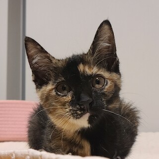 おしゃまなサビ子、沖縄から来たチョコピーちゃん