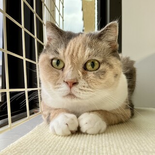 多頭飼育崩壊レスキュー・フルートちゃん