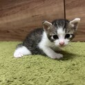 大切にしてくださる家族募集中です！