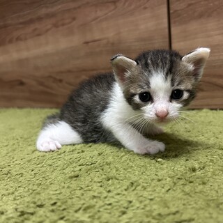 大切にしてくださる家族募集中です！