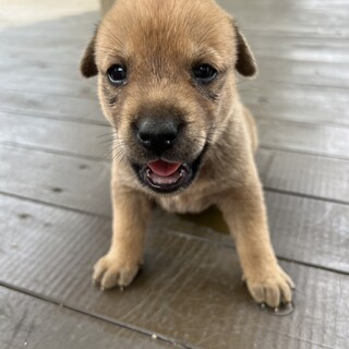 一旦募集停止ミルクから育ててきた子です。