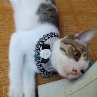 （停止中）甘えん坊すぎる　サキ君