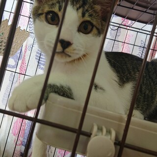 ４兄弟☆らいおんくん