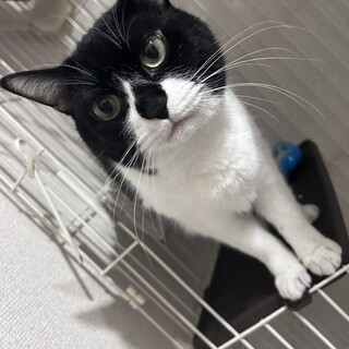 至急里親募集してます。