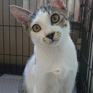 ツンデレ猫マスター求む！！