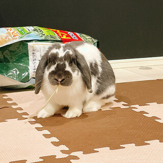 ホーランドロップ。大人しく甘えん坊の女の子です。